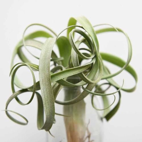 Tillandsia Air Plant - Variety: Curly Slim - Air Purifying, No Soil Indoor House Plant