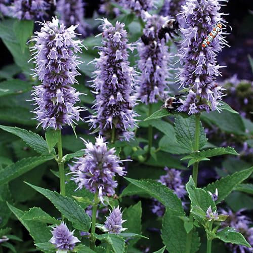 Agastache Blue Fortune - Hardy Perennial Plant - Striking Blue Flowers - Ideal for Borders, Beds, and Patio Pots - Summer Flowering Outdoor Plant - Perfect for UK Gardens (9 cm Pot, 10-20 cm)