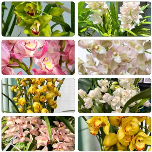 orchidea Cymbidium - di interni serrature esotiche balcone ufficio semi riverdimento tetti selvaggi balcone selvaggi tagliati 600pcs