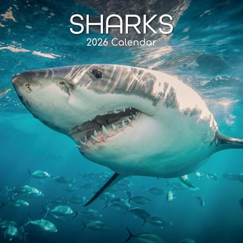 The Gifted Stationery 2026 Square Wall Calendar, Sharks, 16-Month Animals Theme Hanging Calendar with 180 Reminder Stickers, Month Planner for Creative Spaces, 12x12 In