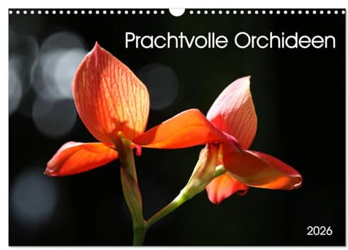 Prachtvolle Orchideen (Wandkalender 2026 DIN A3 quer), CALVENDO Monatskalender: Tropische Schönheiten (CALVENDO Natur)