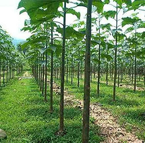 1000 Semi Paulownia elongata – Echter Baum – Rapida crescita Albero!