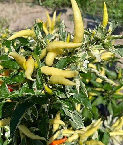 Variegated White Thai Pepper Premium Seeds for Planting Packet