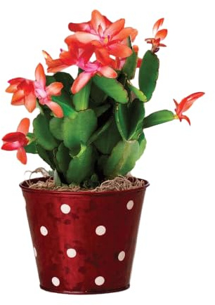 Christmas Cactus |DECOALIVE | Cactus de la Navidad |Flor Viva | Mix Color