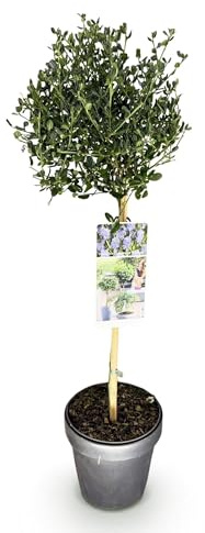 GreenboutiQ - Plante sur tige - Ceanothus impressus Victoria - Plante de terrasse - Persistant - Résistant au froid - Fleur violette - Pot 19cm Hauteur 90cm