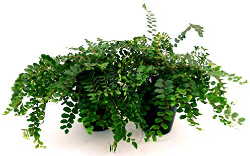 PELLEA ROTUNDIFOLIA, FELCE PURIFICA ARIA, 2 PIANTE VASO 13CM, piante vere