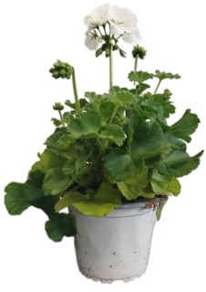 DECOALIVE Geranio Natural con Flores Blancas – Planta Viva de Fácil Cultivo – Ideal para Regalo