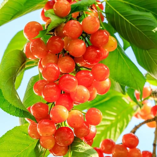 350 pezzi semi di decorazione di cerezzo - in espaldera cerezzo colonnario, semi giardino interni giardino cerezzo