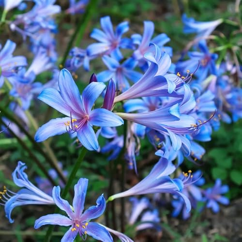 Blutblume spinnenlilie - Lycoris Radiata 4zwiebeln dachbegrünung
