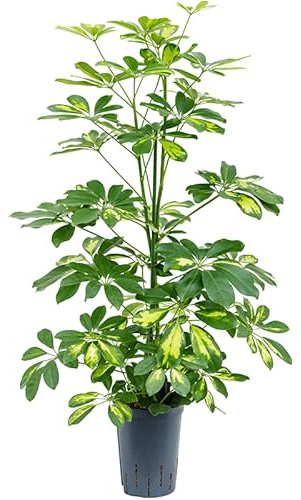 Planta Viva De Gran Tamaño Shefflera Gold Capella Apta Para Interior y Exterior