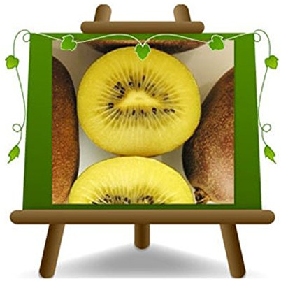 Kiwi Actinidia männlicher Bestäuber auf Blumentopf 20-170 cm - 2 Jahre