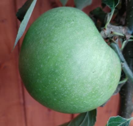 Granny Smith, Apfelbaum (kleinbleibend), ca. 120-140cm im 10Liter-Topf