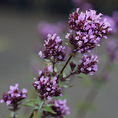 Blumixx Stauden Origanum laevigatum 'Herrenhausen' – Zier-Oregano, Bienenfreundlich & Winterhart, Purpurrosa Blüten, Pflegeleicht für Beet & Kübel, mehrjährig