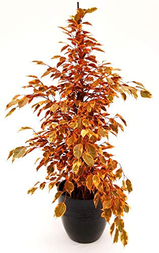 POWERS TO FLOWERS - FICUS BENJAMIN ARANCIO IN VASO CERAMICA NERO, pianta vera!!!