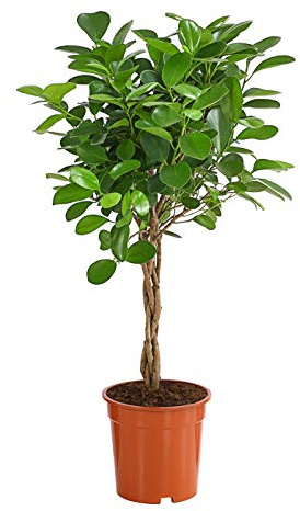Dehner Lorbeer-Feige Moclame, mit Stämmchen, ca. 50-60 cm, Ø Topf 17 cm | Ficus microcarpa, pflegeleichte Zimmerpflanze, für helle bis halbschattige Standorte