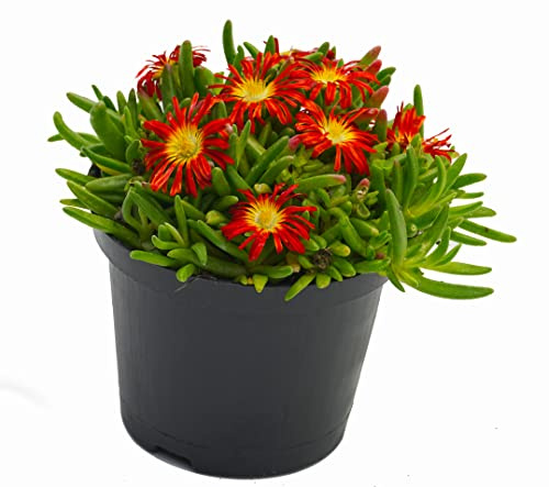 Eisblume, Mittagsblume (Delosperma), winterharte bienenfreundliche bodendeckende Staude, Sorte: Wheels of Wonder Orange Wonder, orange blühend, kräftige Pflanze je im 12cm Topf