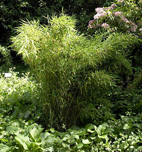 Gartenbambus Standing Stone 80-100cm - Fargesia murielae - lebende Gartenpflanze aus den Baumschulen