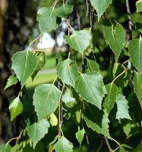 Hochstamm Hängebirke Magical Globe 60-80cm - Betula pendula - lebende Gartenpflanze aus den Baumschulen