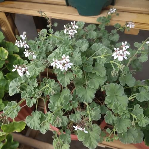 Geranio al limone - gerani profumati - semi rari di ornamentali giardino resistenti, giardino semi di come bomboniera selvatici 40semi