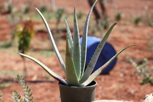 TeoNatura Pianta di Aloe Vera Biologica in Vaso 16cm – Pianta Viva 5 Anni | Coltivata a Marsala, Sicilia | Certificata IT BIO 005 – Made in Sicily