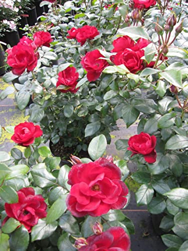 Rosa Milano ® - Beetrose Milano ® - Kordes Rose