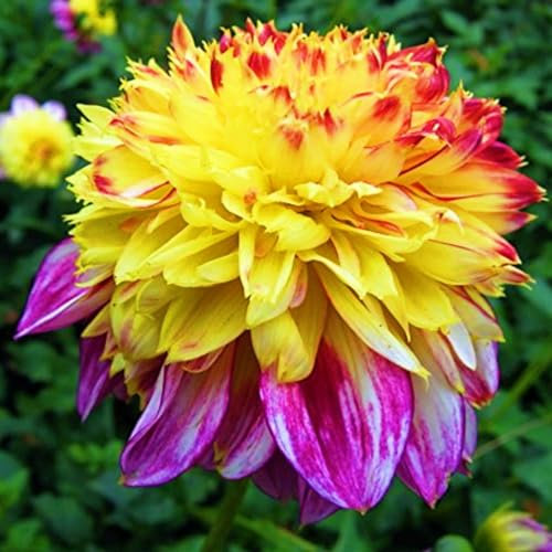 Dahlia Bulbs-Dahlia Plant Dahlia Bulbs for Planting Now UK,Hardy Perennial,Garden Flowers,Wedding Flowers,Ornamental Flowers-2bulbs-g