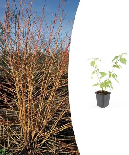 Cornus sanguinea 'Anny's Winter Orange' | 6 pièces - 10-25cm - Ø9cm - Plante de jardin