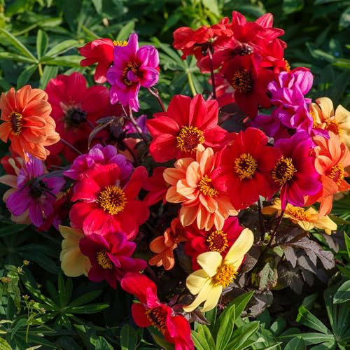 Dahlia Bishops Collection Seeds – Dramatic, Simple Flowers Over Tall, Dark Foliage – Half Hardy Perennial – RHS Plants for Pollinators – for Your Beautiful Garden