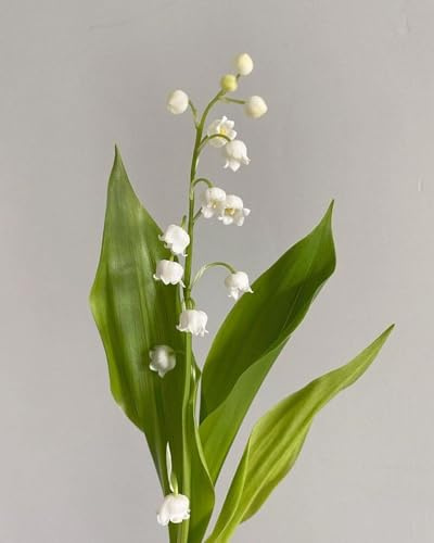 Rizomas de Lirio de los Valles para Plantar - Sin Necesidad de Mantenimiento,Ecologización-d-20 BULBOS-A