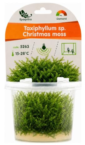 AquaBreedingSkill Aquarium Pflanzen Echt – InVitro Christmas Moos (Taxiphyllum sp.) – Weihnachtsmoos – Wasserpflanzen für Aquarium ohne Schnecken & Algen – Ideal für Aquascaping & Garnelen