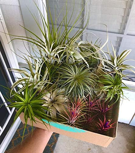 6 Air Plants Mixed Tillandsia - Strong Plants - Air Purifying House Plants