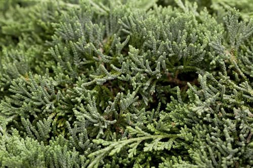 Juniperus horizontalis 'Icee Blue' 20–25 cm – Winterhart, Immergrün, Pflegeleicht – Kriech-Wacholder – Bodendecker für Steingarten & Garten