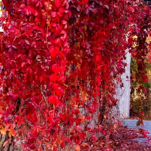 300 pezzi semi di scalatrice resistenti resistenti all'esterno, Parthenocissus tricuspidata, giardino giardino di