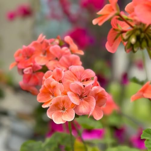 semi di geranio resistenti - pelargonium - primaverile, selvatici resistenti all'esterno da giardino roccioso 45pcs