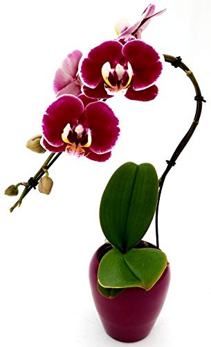POWERS TO FLOWERS - PHALAENOPSIS VIOLA A SEMICASCATA IN VASO CERAMICA, pianta vera