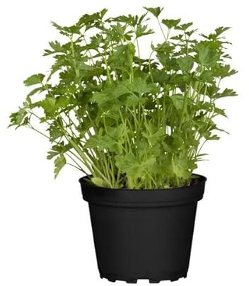 DECOALIVE Planta de Perejil PREMIUM - Planta Natural para Cocinar - Hierbas Provenzales Naturales para Huerto Urbano