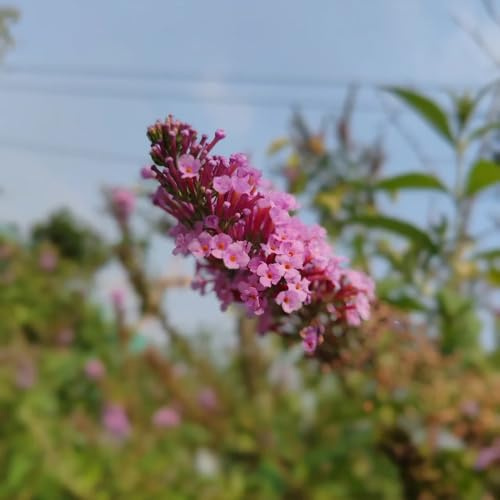 semi di lillà farfalla, Acquista copertura del terreno, resistenti, farfalle buddleia -Buddleja, 50pcs