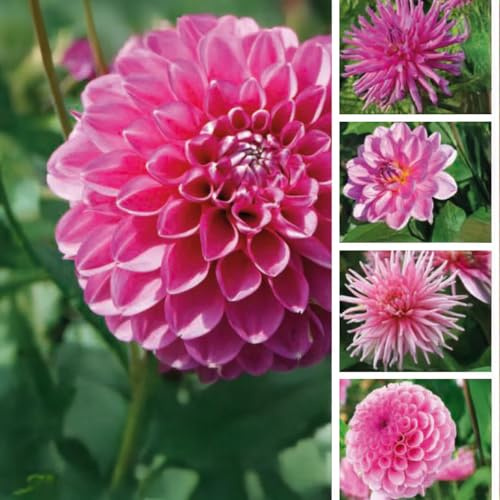 DAHLIEN-Zwiebeln (Knollen) | Zwiebeln von den besten niederländischen Produzenten | Auswahl und Qualitätskontrolle | Garantierte Blüte. (5 Dahlien Shades of Pink - 100 Tage Blütezeit)