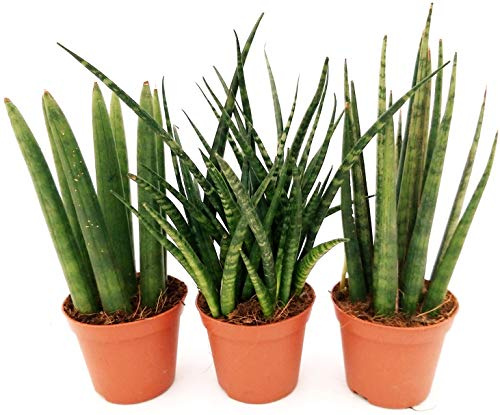 POWERS TO FLOWERS - SANSEVERIA CYLINDRICA SET 3 PIANTE, Piante vere