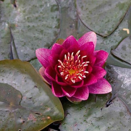Ninfea 'Burgundy Princess' – Pianta Acquatica Rustica Viva a Radice Nuda Fiore Rosso Borgogna Intenso – Per Laghetti Piccoli e Vasche – Fioritura Estiva – Coltivata in Italia