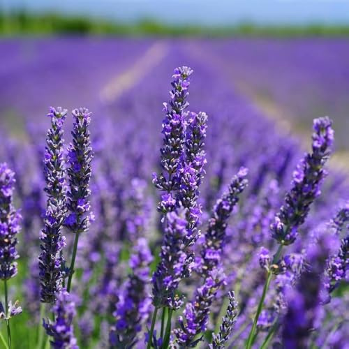5000+ Lavendel, Bodendecker Winterhart Trockenresistent Für Die Bepflanzung Im Freien Oder Im Haus