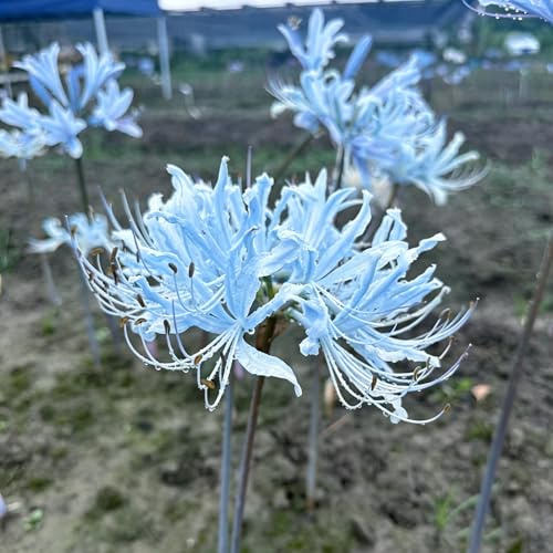 lirio araña, lirio de sangre - jardín de primavera Lycoris radiata decoración otoño Decoraciones jardín exteriores silvestres en el balcón 6bulbos