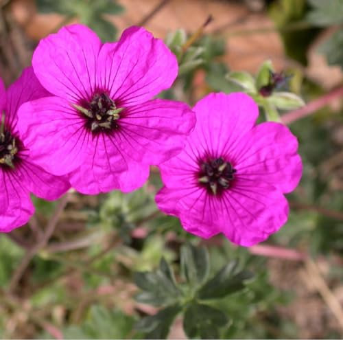 6 x Géranium vivace 'Saint Ola' - Geranium Cantabrigiense 'Saint Ola' - Godet 9x9cm - Fleurs roses, feuillage bronze, rocailles