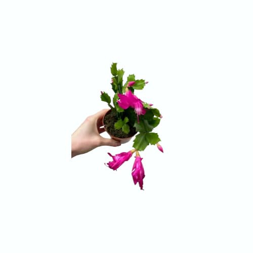 Cactus de Navidad la planta de Interior Perfecta para Principiantes