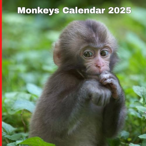 Monkeys Calendar 2025
