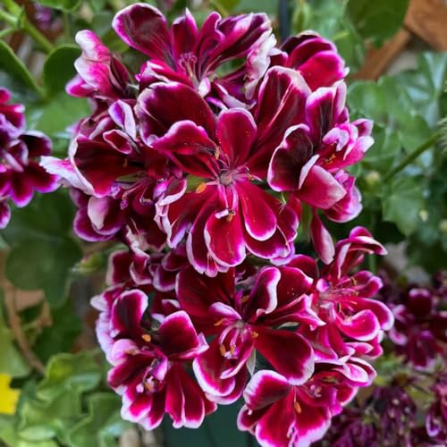 Geranios colgantes pelargonio tapizantes balcón interior 150semillas