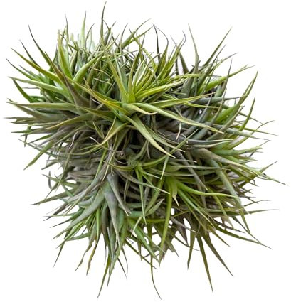 Bonplants Tillandsia, Pianta Vera Sospesa, Figlia dell’aria, 20/22 cm