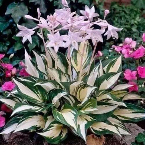 Hosta Mix for Planting Now UK/Strong Plants That Grow Well/Greening Flower/Natural Organic/Good for Containers/Cut Flowers,Wedding Flowers.-10Bulbs-E