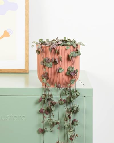 Prickle Plants String of Hearts - Indoor Decorative Houseplant with Distinctive Foliage, Easy Care Plant for Home or Office Spaces (20-30cm incl. 14cm Pot)