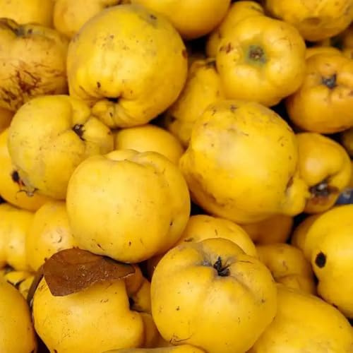 Quittenbaum, schnell wachsende sträucher Cydonia oblonga - obstbäume säulenobstbäume winterhart garten obstsamen seltene 200Samen